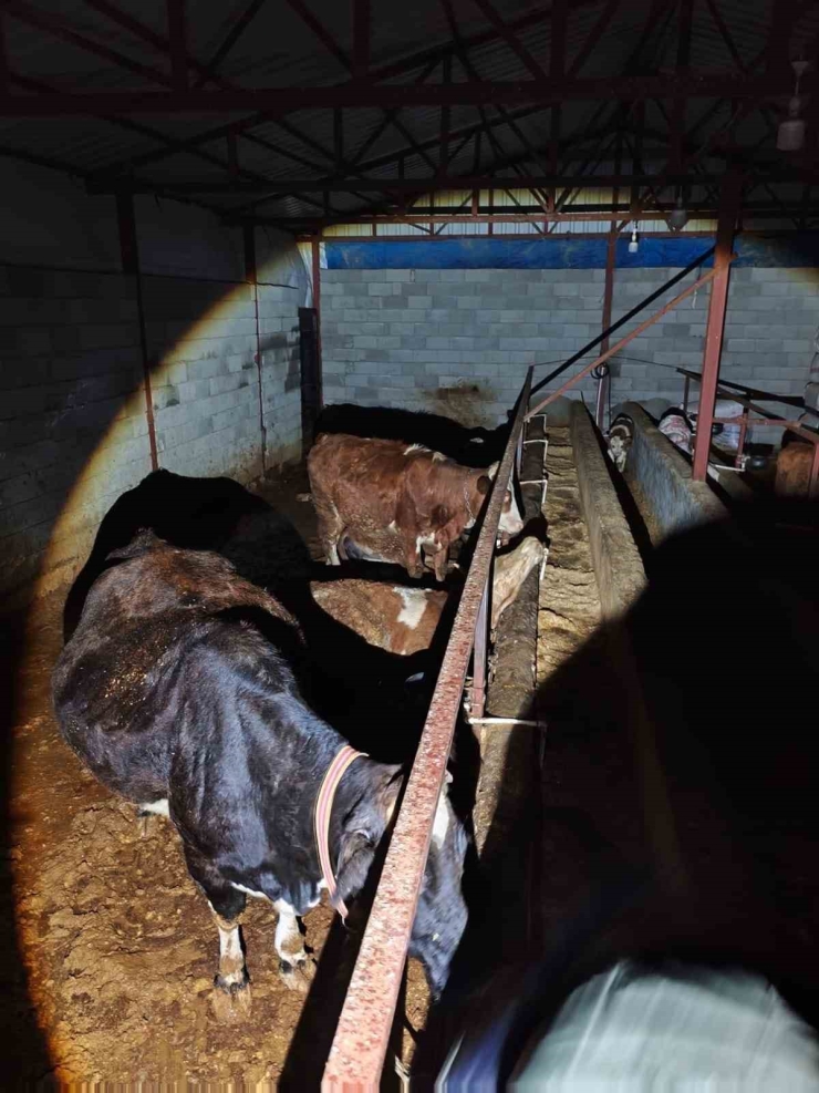 Elektrik Kaçağı 8 Büyükbaş Hayvanı Telef Etti