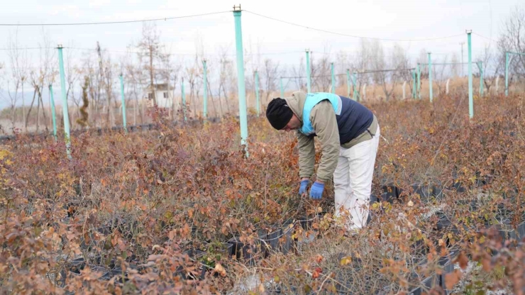 Battalgazi’de Yeşil Alanlarda Kapsamlı Çalışma