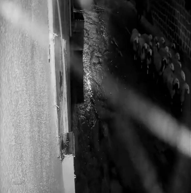 Siverek’te 19 Koyun Çalındı: Hırsızlık Anı Kamerada