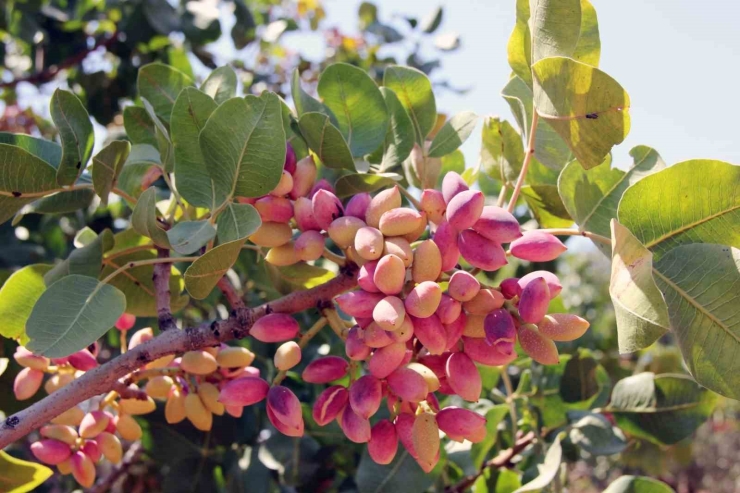 Akıncı: "antep Fıstığı, Bu Toprakların Yeşil Altını Ve Emeğin En Kıymetli Karşılığıdır"