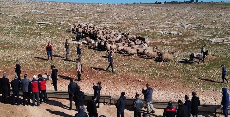 Şahinbey Belediyesi 75 Milyon Metrekarelik Mera Alanını Gübreledi