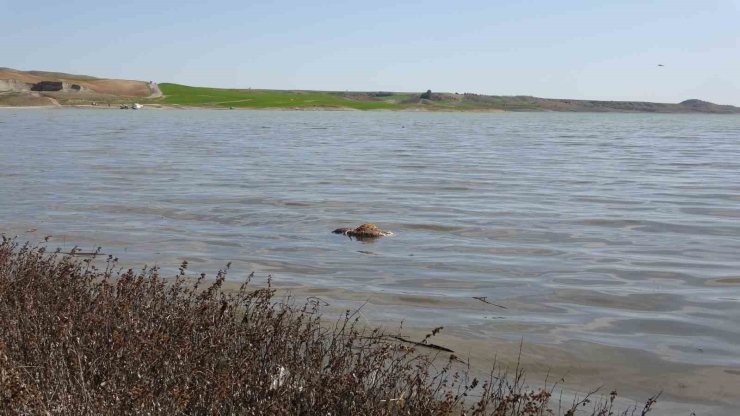 Baraj İçerisine Ve Ulu Orta Atılan Büyükbaş Hayvan Leşleri Pes Dedirtti