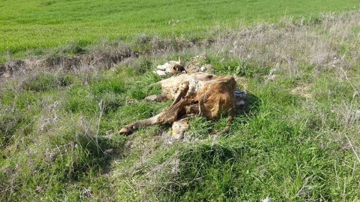 Baraj İçerisine Ve Ulu Orta Atılan Büyükbaş Hayvan Leşleri Pes Dedirtti