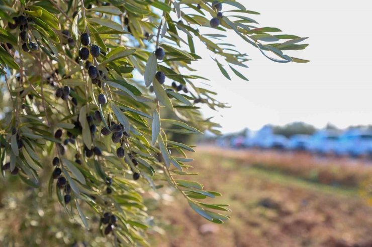 Gaziantep Büyükşehir’den Nizip’e Örnek Tarımsal Destekler