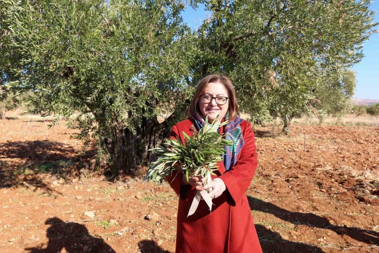Gaziantep Büyükşehir’den Nizip’e Örnek Tarımsal Destekler