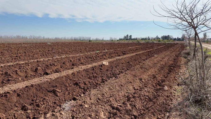 Şanlıurfa Büyükşehir Belediyesi’nden 20 Bin Çınarlık Yeşil Hamle