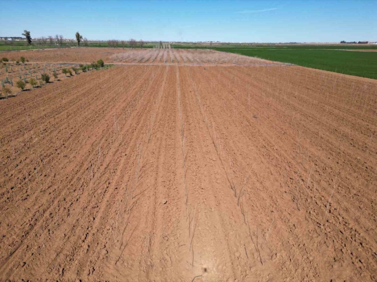 Şanlıurfa Büyükşehir Belediyesi’nden 20 Bin Çınarlık Yeşil Hamle