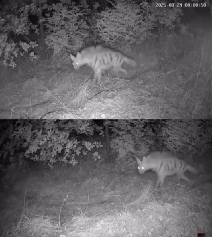 Diyarbakır’da Yaban Hayvanları Foto Kapana Yakalandı