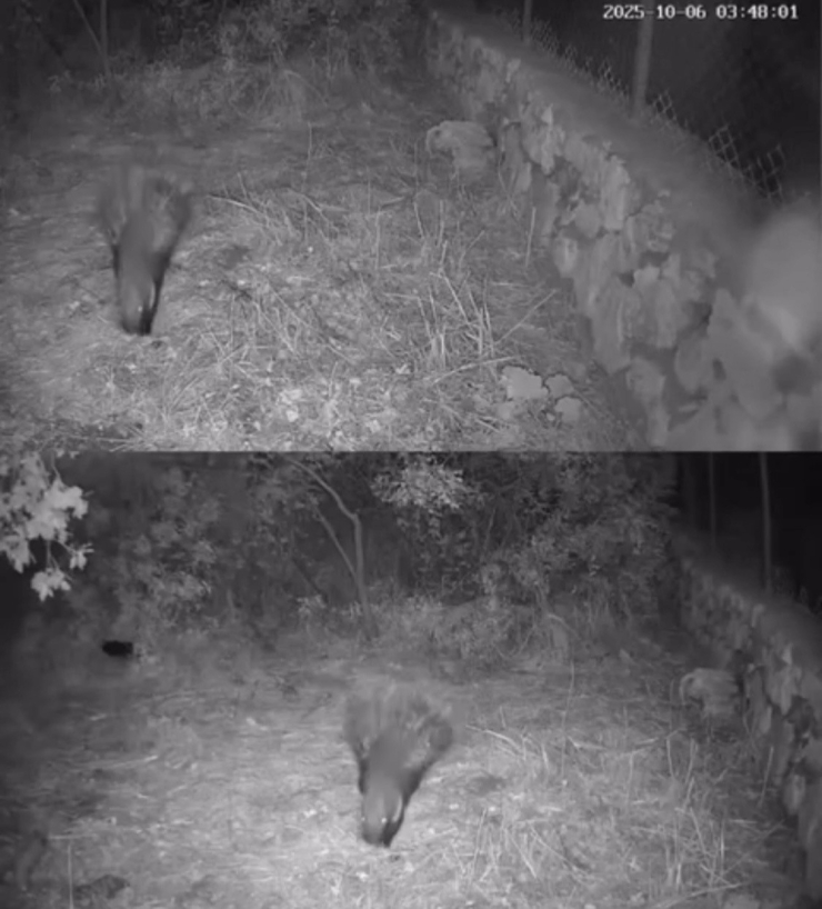 Diyarbakır’da Yaban Hayvanları Foto Kapana Yakalandı