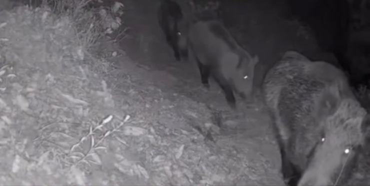 Diyarbakır’da Yaban Hayvanları Foto Kapana Yakalandı