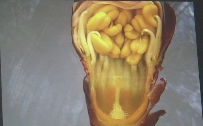 Kayısıda Hasat Sonrası Sulama Uyarısı