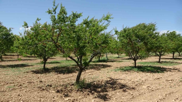 Kayısıda Hasat Sonrası Sulama Uyarısı