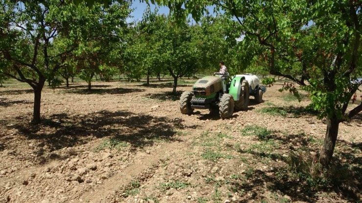 Kayısıda Hasat Sonrası Sulama Uyarısı