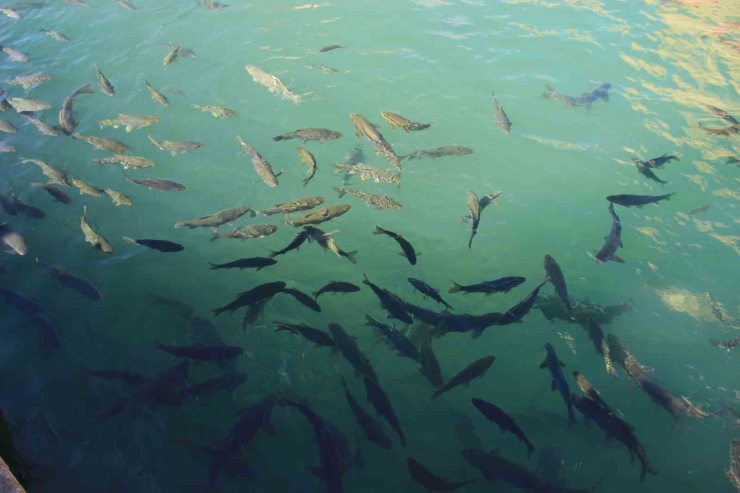 Ramazan Ayında Balıklıgöl’e Ziyaretçi Akını