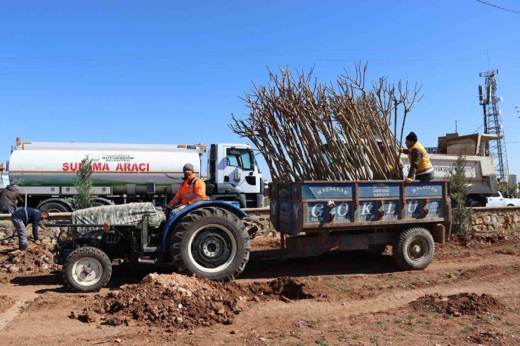 Yukarıgöklü Kent Parkı Yeşile Bürünüyor