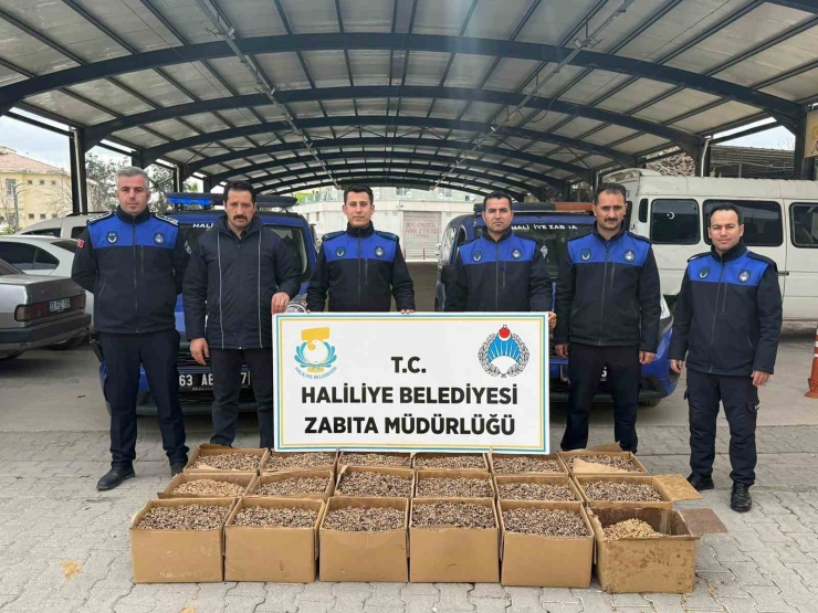 Haliliye’de 180 Kilogram Küflenmiş Ceviz Ele Geçirildi