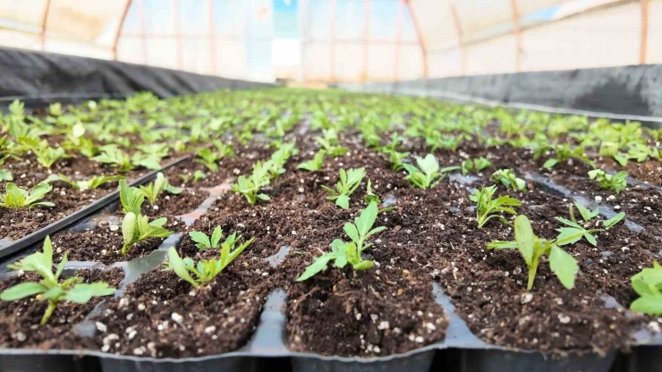 Şanlıurfa’da Seralarda 400 Bin Yazlık Çiçek Üretiliyor