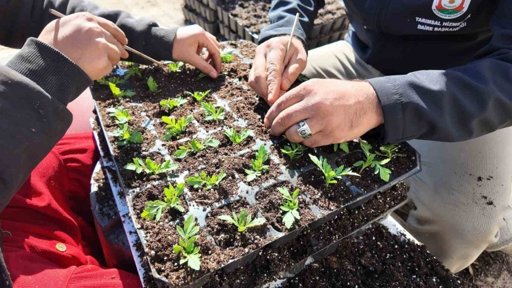 Şanlıurfa’da Seralarda 400 Bin Yazlık Çiçek Üretiliyor