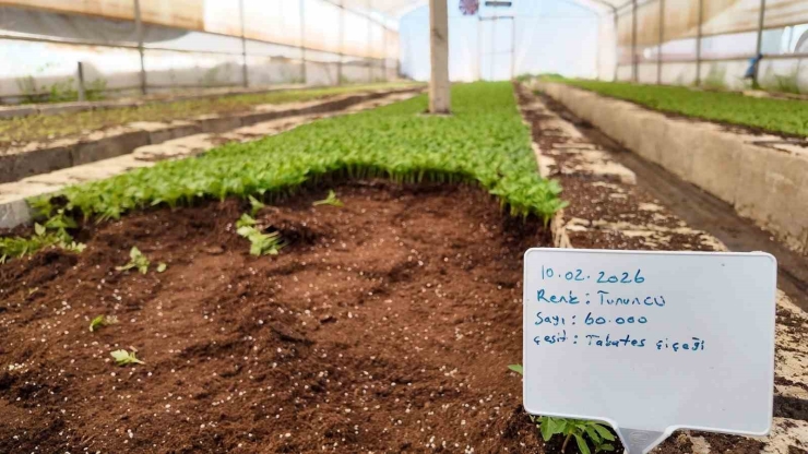 Şanlıurfa’da Seralarda 400 Bin Yazlık Çiçek Üretiliyor