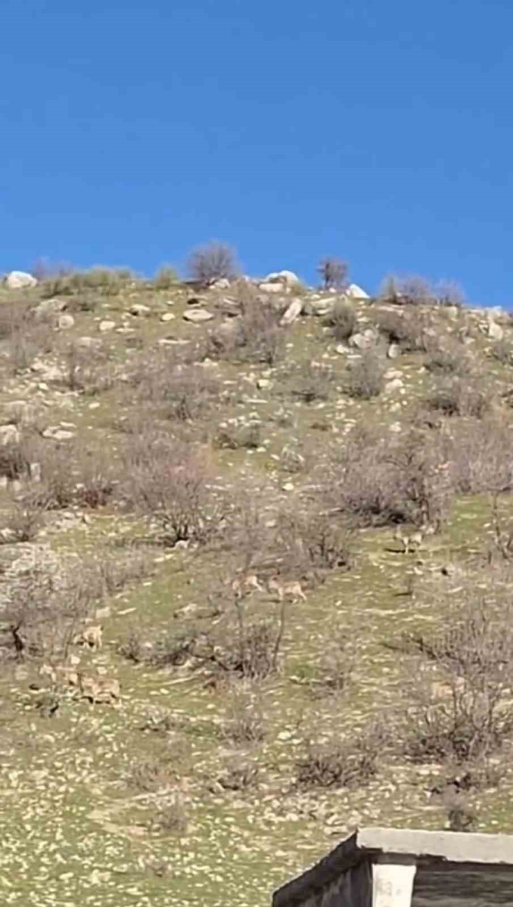 Diyarbakır’da Sürü Halinde Dağ Keçileri Görüntülendi