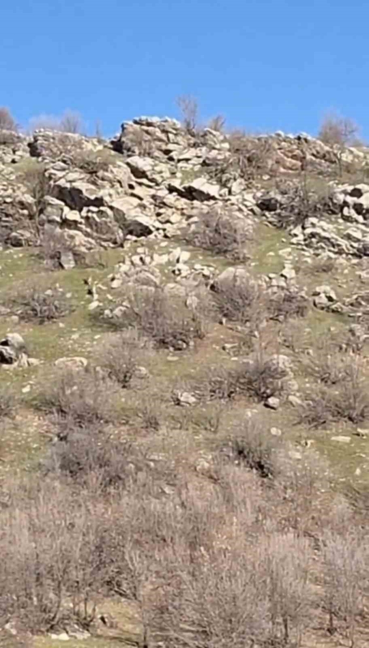 Diyarbakır’da Sürü Halinde Dağ Keçileri Görüntülendi