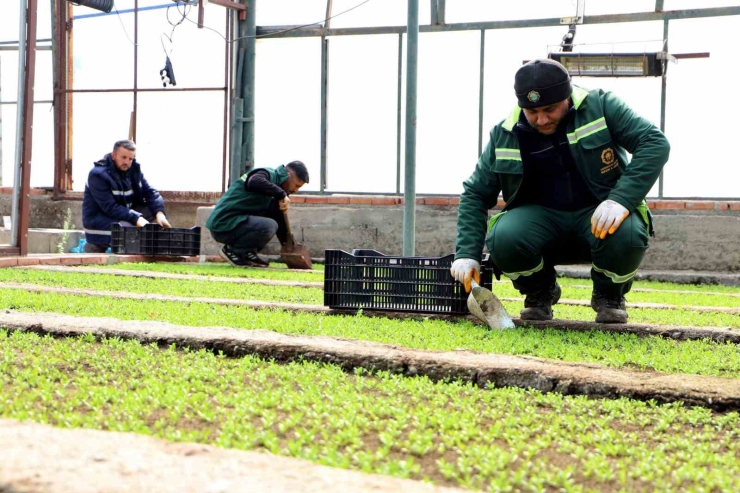Diyarbakır’a 2 Milyon Çin Karanfili Ekilecek