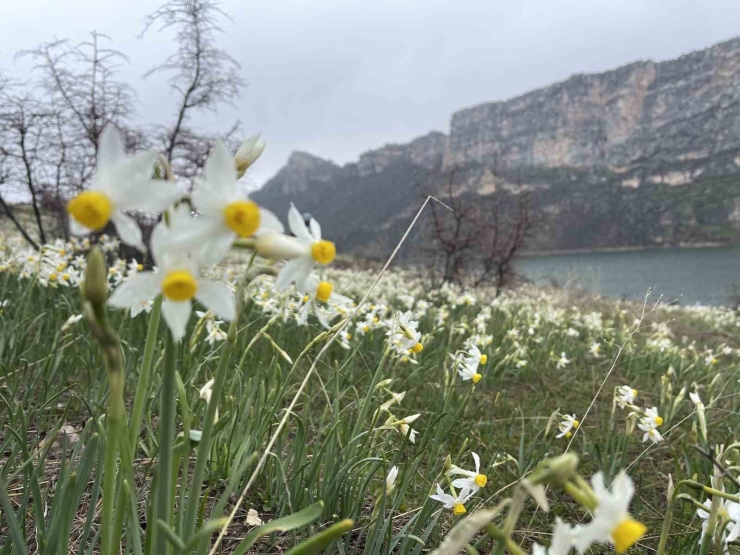 Bahar Çiçeği Nergisler Doğaseverlerin İlgi Odağı Oldu