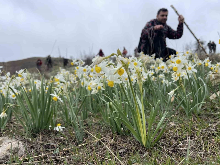 Bahar Çiçeği Nergisler Doğaseverlerin İlgi Odağı Oldu