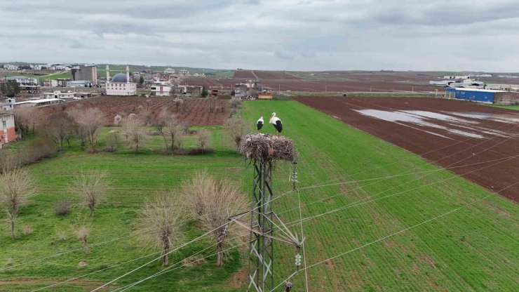 Binlerce Kilometre Mesafe Kateden Leylekler Yuvalarını Diyarbakır’da Kuruyor