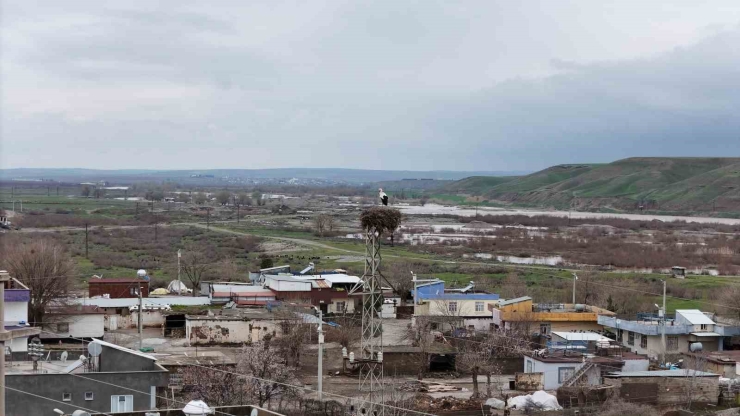 Binlerce Kilometre Mesafe Kateden Leylekler Yuvalarını Diyarbakır’da Kuruyor