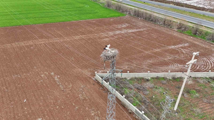 Binlerce Kilometre Mesafe Kateden Leylekler Yuvalarını Diyarbakır’da Kuruyor