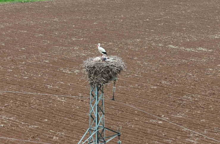 Binlerce Kilometre Mesafe Kateden Leylekler Yuvalarını Diyarbakır’da Kuruyor