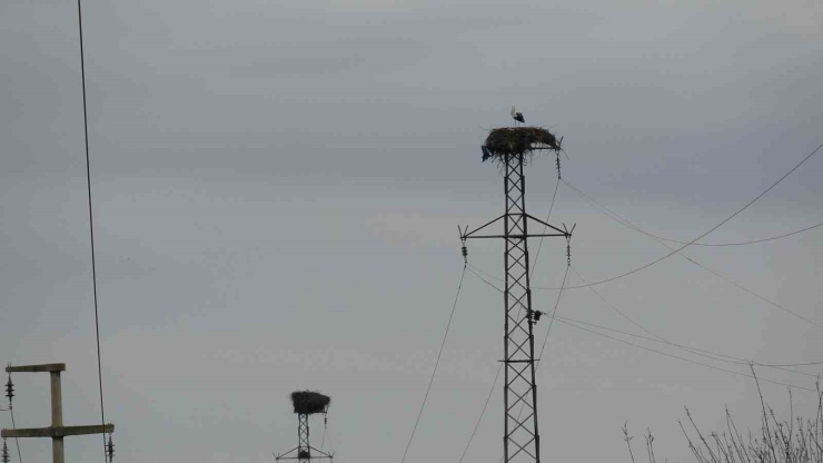 Binlerce Kilometre Mesafe Kateden Leylekler Yuvalarını Diyarbakır’da Kuruyor