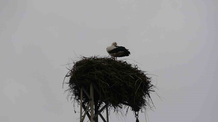 Binlerce Kilometre Mesafe Kateden Leylekler Yuvalarını Diyarbakır’da Kuruyor