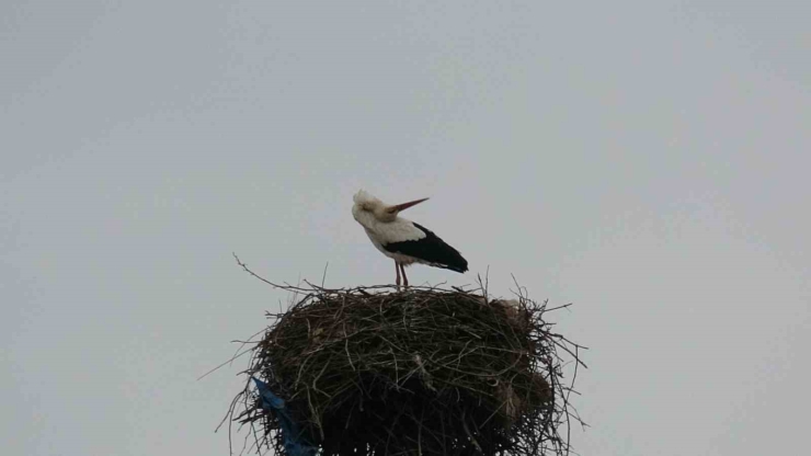 Binlerce Kilometre Mesafe Kateden Leylekler Yuvalarını Diyarbakır’da Kuruyor