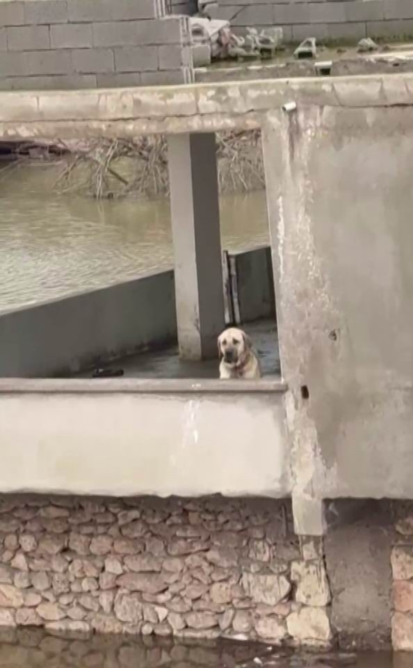Su Taşkınında Evde Mahsur Kalan Köpek, Vatandaşların Bindiği Botla Kurtarıldı