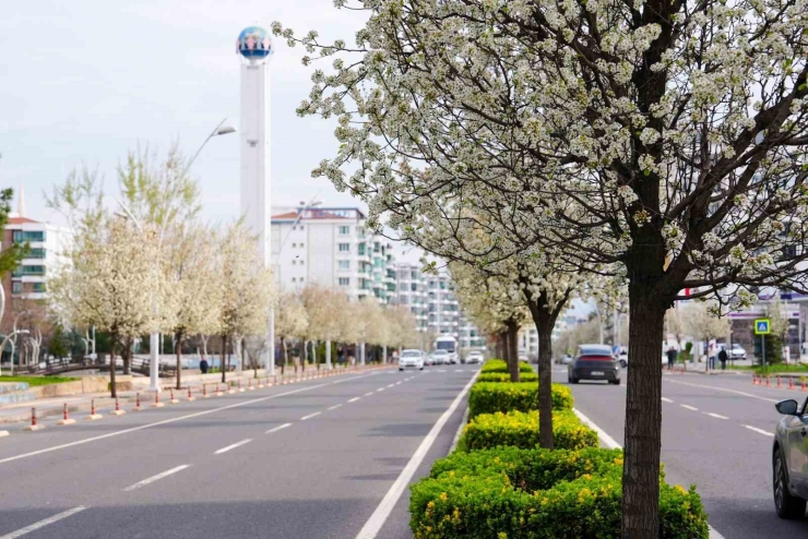 Bulvarlar Süs Armutlarıyla Görsel Şölene Dönüştü