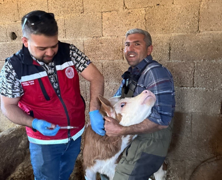 Zoonoz Hastalıklarına Karşı Aşılama Çalışmaları Sürüyor