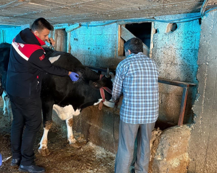 Zoonoz Hastalıklarına Karşı Aşılama Çalışmaları Sürüyor