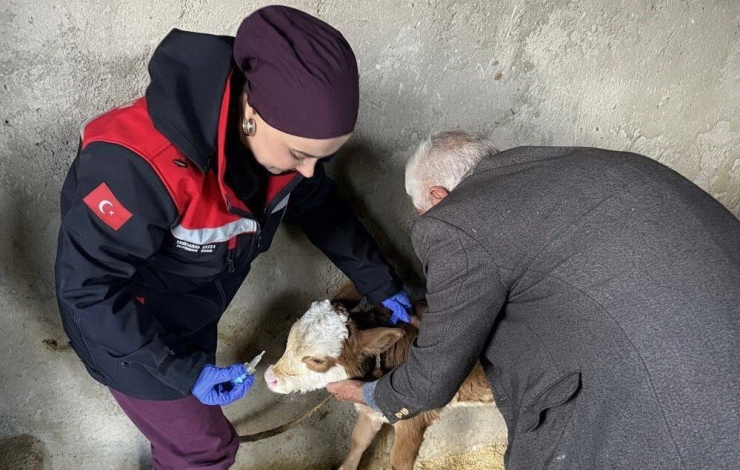 Zoonoz Hastalıklarına Karşı Aşılama Çalışmaları Sürüyor