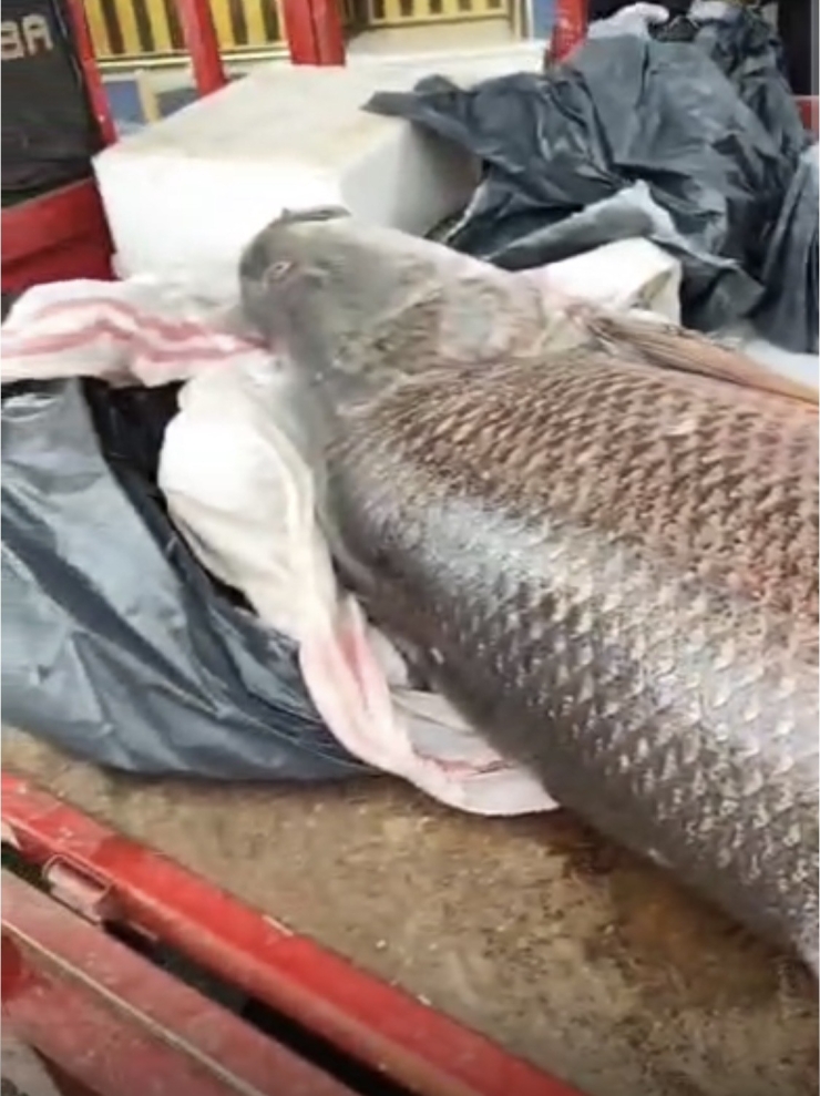 Diyarbakır’da 120 Kiloluk Turna Balığı Görenleri Hayrete Düşürdü