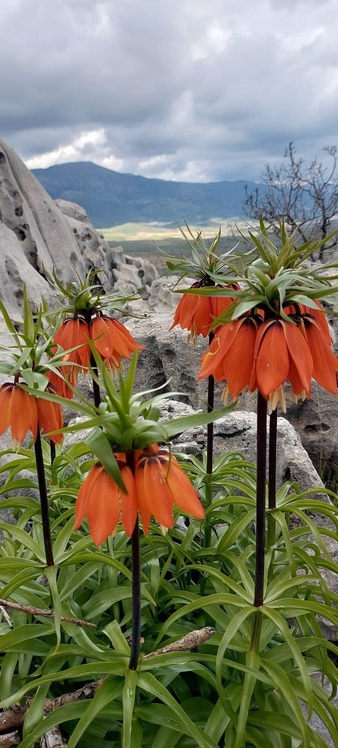 Diyarbakır’da Açan Ters Laleler Görenleri Hayran Bırakıyor