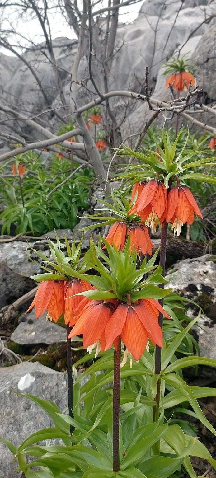 Diyarbakır’da Açan Ters Laleler Görenleri Hayran Bırakıyor