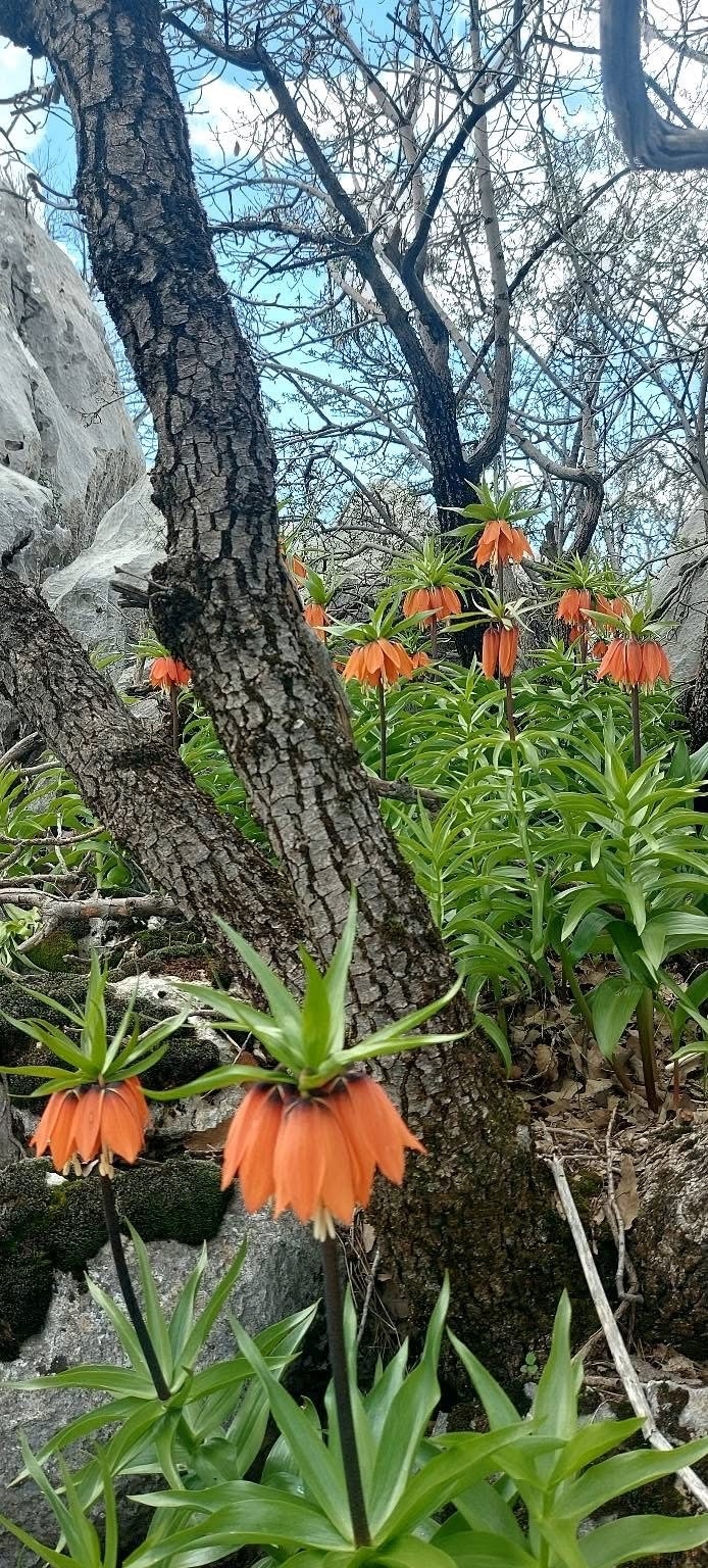 Diyarbakır’da Açan Ters Laleler Görenleri Hayran Bırakıyor
