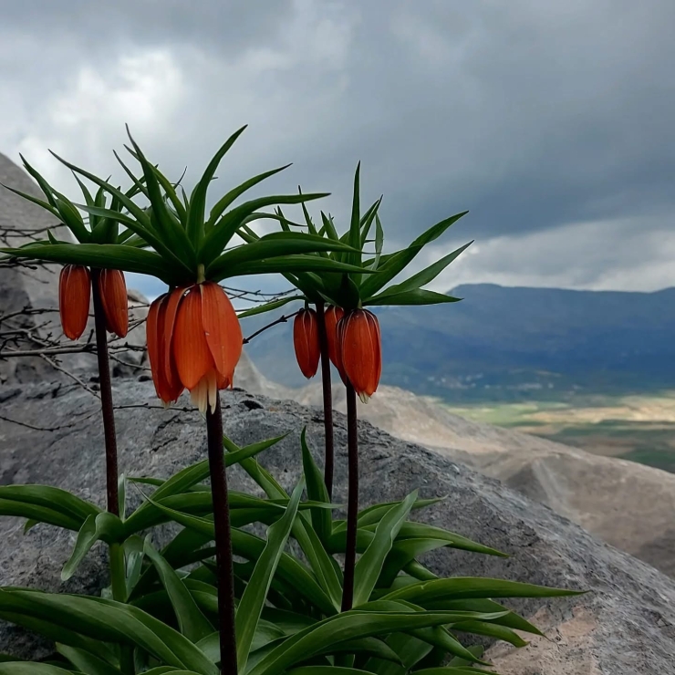 Diyarbakır’da Açan Ters Laleler Görenleri Hayran Bırakıyor