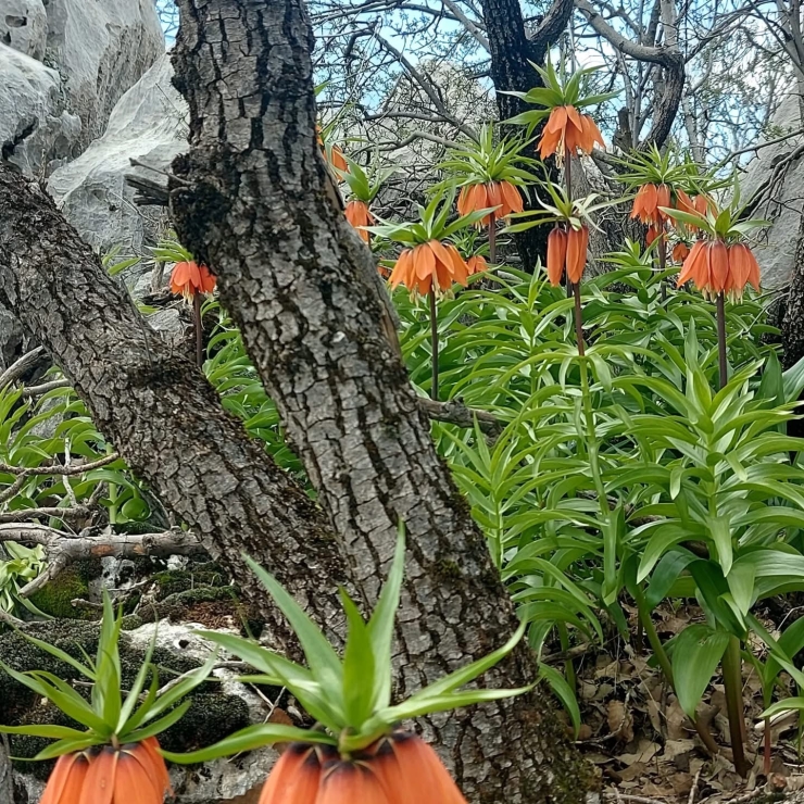 Diyarbakır’da Açan Ters Laleler Görenleri Hayran Bırakıyor