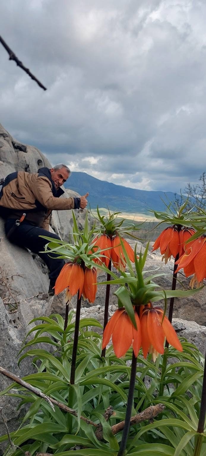 Diyarbakır’da Açan Ters Laleler Görenleri Hayran Bırakıyor