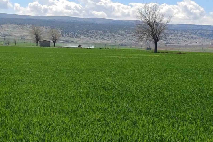 Araban’da Sarı Pas Hastalığını Önlemek Amaçlı İlaçlı Mücadele Başlatıldı