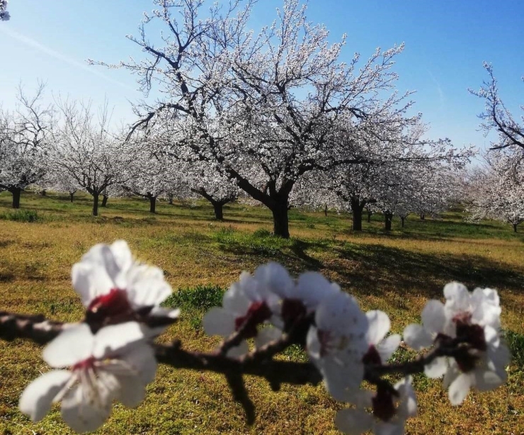 Kayısı Bahçelerinde "zemzemli" İlaçlama