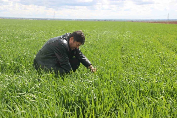 ’tarım Kenti’ Şanlıurfa Yağışa Doydu